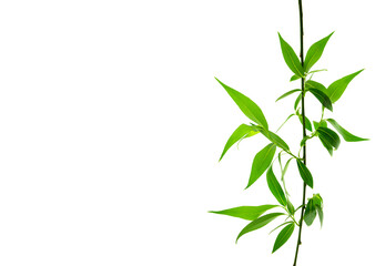 Fresh green willow leaves  isolated on white background.Twigs with beautiful green leaves isolated . greens © 151115