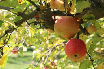 apples on tree