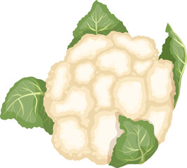 cauliflower vegetable cartoon. organic white food, diet fresh, raw vegetarian, agriculture green, healthy, plant cauliflower vegetable vector illustration