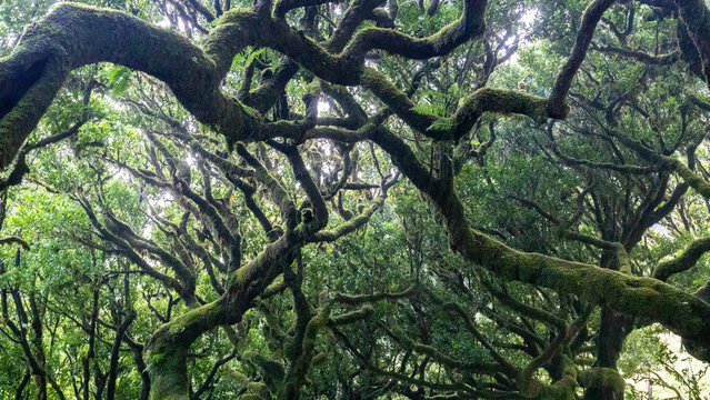 Fanal Forest and Lavada walks in Madeira, Portugal
