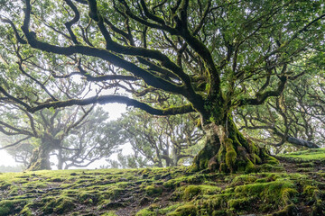 Fanal Forest and Lavada walks in Madeira, Portugal