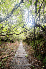 Fanal Forest and Lavada walks in Madeira, Portugal