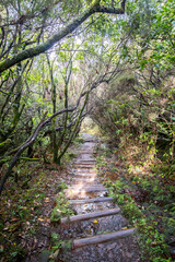 Fanal Forest and Lavada walks in Madeira, Portugal