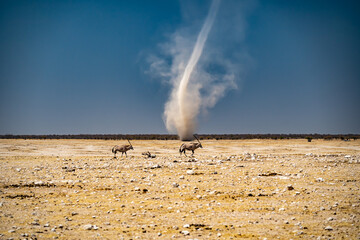 Oryx antelopes in Etosha National Park with a whirlwind in the background.