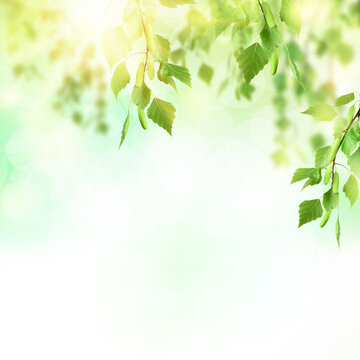 Fresh young foliage in blurred nature background. Shining spring banner. Green leaves against the blue sky. morning