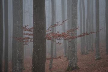 Morning landscape of a misty forest 