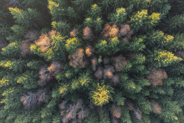 Aerial shot over the colorful forest, in autumn