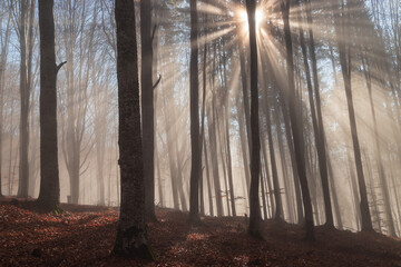 Morning landscape of a misty forest 
