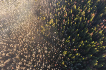 Aerial shot of foggy forest at sunrise. Flying over misty  pine trees in autumn