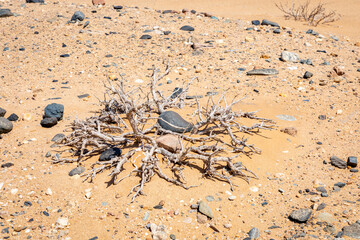 Namibia Desert. Sand Dunes near  Swakopmund. Skeleton Coast. Namibia. Africa.