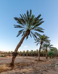 Fototapeta premium Plantations of date palms with old curved trees and territory ready for agriculture in desert and arid areas of the Middle East 
