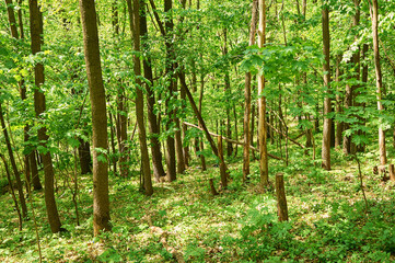 Fototapeta na wymiar Green trees seen in the forest at Belgorod Oblast in the summer time. May be used like background.