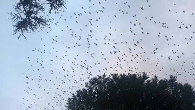 Rome storm birds