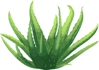 aloe vera plant cartoon. green leaf, beauty fresh, cosmetic water, cactus herbal, home juice, skin aloe vera plant vector illustration