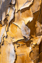 Different types of trees and shrubs found in Namibia. Species found only in the harsh desert climate. Namibia. Africa. 