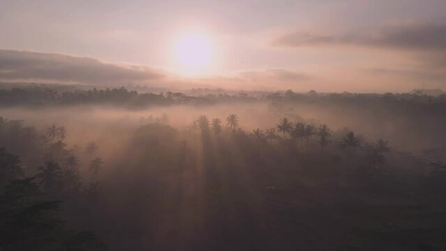 Misty morning in jungles. Beautiful sunrise and fog. Aerial shot, drone footage