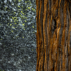 Deep Orange Bark On Pine Tree Contrasts Against Dark Stone and Lichen In the Distance