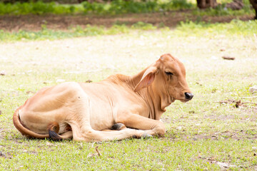 Naklejka na ściany i meble Brown cow lying down on green grass background