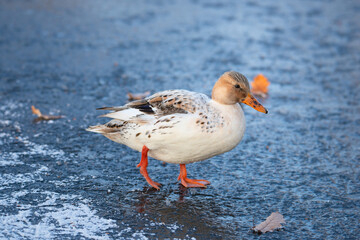 Hybrid albino mallard duck, anas platyrhynchos, waddle on frozen and snow covered wetland in winter, birds
