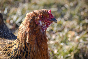 Americana Chicken Walking in Grass