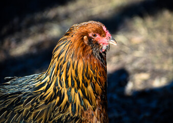 Americana Chicken