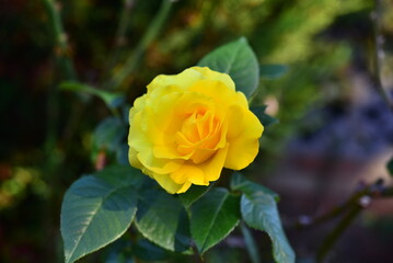 A vibrant and beautiful, yellow Rose Flower in bloom on a summer’s day.