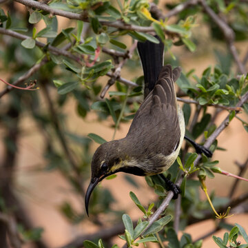 a Marico sunbird in the wild