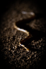 a tiger snake at nighttime