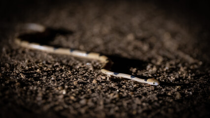 a tiger snake at nighttime