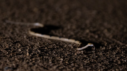 a tiger snake at nighttime