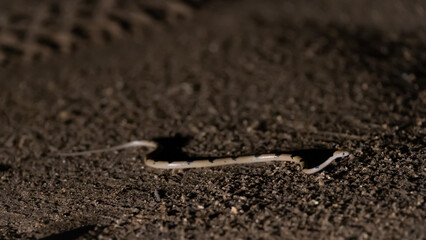 a tiger snake at nighttime