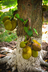 jackfruit as it grows on the trunk of a tree