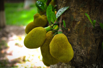 jackfruit as it grows on the trunk of a tree