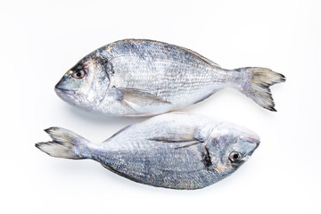 Two Sea Breams on a white background. Two fresh raw sea organic dorado or sea bream on a white background.