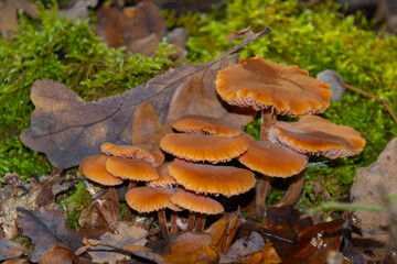Close up of a scurfy twiglet mushroom also called Tubaria furfuracea or Gemeiner Trompetenschnitzling