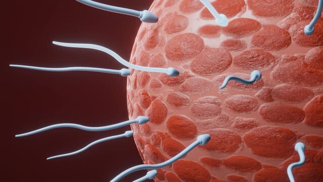 4k seamless loop fertilization of ovum by sperm, 3d rendering