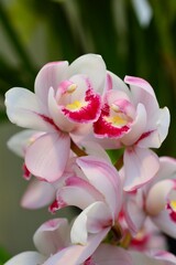 シンビジウム　（エンザシ オベロン ジュレ）