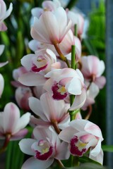 シンビジウム　（エンザシ オベロン ジュレ）