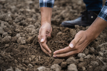 Farmers' expert hands check soil health before planting vegetable seeds or seedlings. Business idea or ecology.