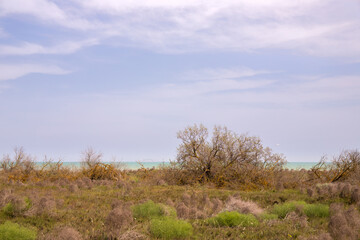 Old trees are covered with lichen.