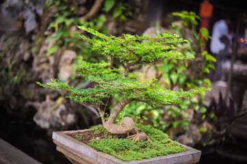 bonsai tree in a buddhist temple traditional vietnamese decor