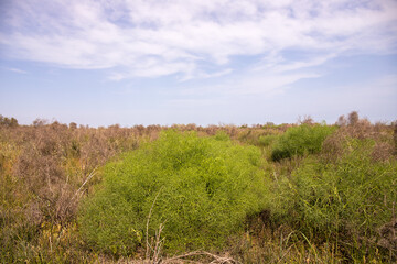 Dry and green bushes of thorns in the steppe.