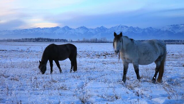 Two horses graze in snowy meadow and shovel snow with their hooves to extract dry grass on cold winter evening against backdrop of mountains. Beautiful winter landscape of foothill Tunka valley