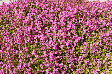Beautiful flower bed of red flowers.