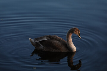 Beautiful young brown Mute swan on a crystal clear deep blue lake reflection. High quality photo