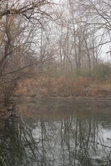 misty morning in the forest