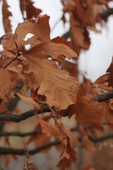 autumn leaves on the ground