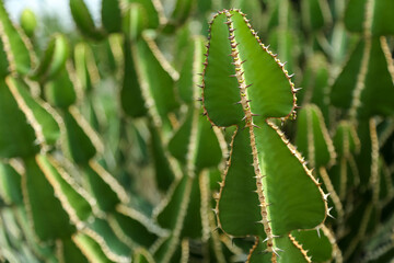 Background in the form of green cacti. A colony of cacti against the sky close-up.