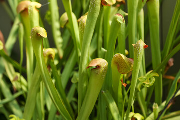 Obraz premium The background is in the form of green sprouts of a flower orchid.