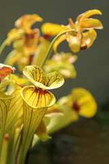 Fototapeta na wymiar Flowers of a beautiful yellow orchid with red veins are on a gray background. A vertical image.